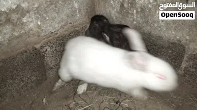 للبيع بشكل عاجل جدا جدا جدا جدا جدا جدا جدا جدا للبيع ارنب سابل امريكي بيور 2