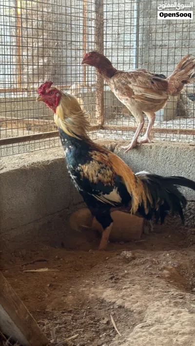 دياكة باكستانية على مستوى 2