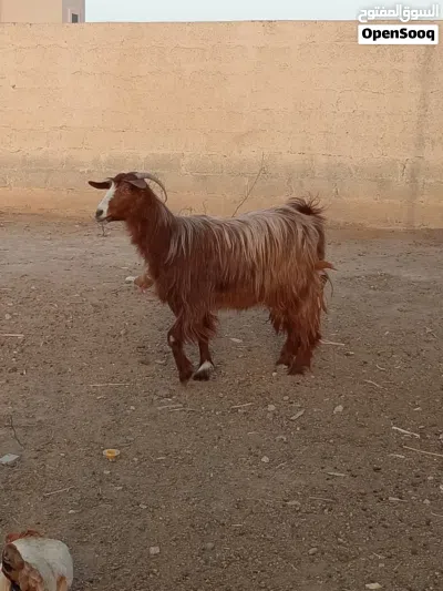 شاه من حلال بني سعيد أموره طيبه فول سمنه 3
