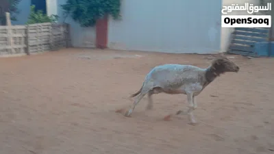نعجه وطنيه الله يبارك عشره بادن الله ضرعها سليم سنها جامعه... 2