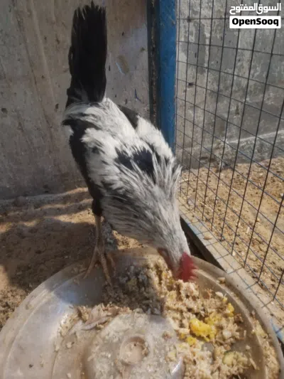 ديج دندراوي مخلف مراوس بدجاجه اي شي عندك 2