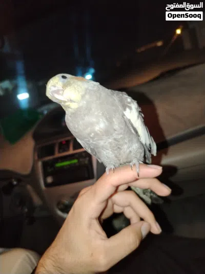 بغبغاء كوكتيل كروان للبيع الوصف مهم 2
