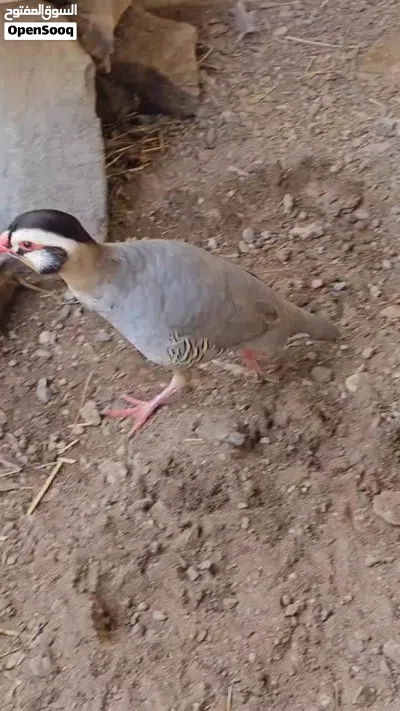 للبيع حجل العربي 2