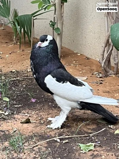 حمام زينه نفاخ وبلجيكي 4