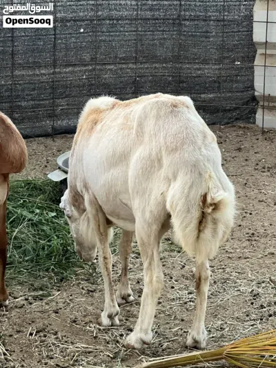 كبش فحل منتج من الحلال اليمني 2