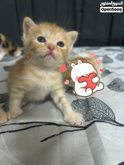 British Shorthair & Longhair Kittens 4