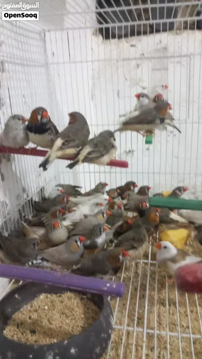 حظيره زيبره 2