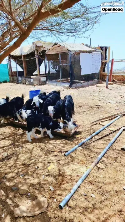 للبيع حلال رحبي تابع الاعلان 2