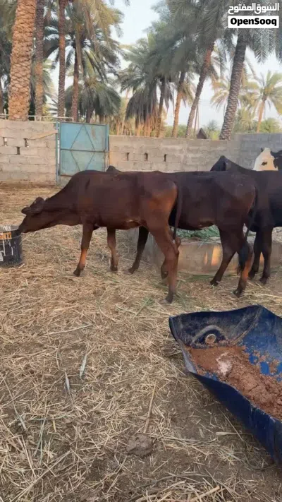 اربع عجلات مهجنات بنات سنه تقريبا 3