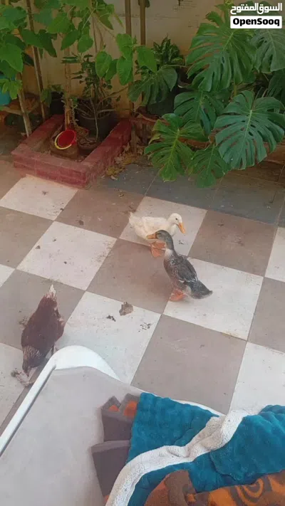 بط للبيع جوز ذكر و أنثى 2
