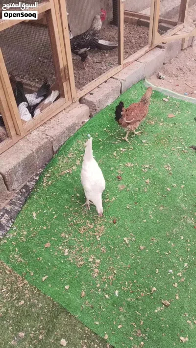 دجاج عرب كلش حلوت صحه خير 3