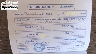 فرس الله يبارك 4