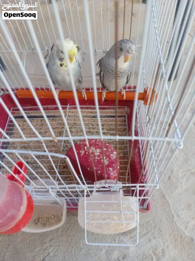 كوبيه بقلينو 2