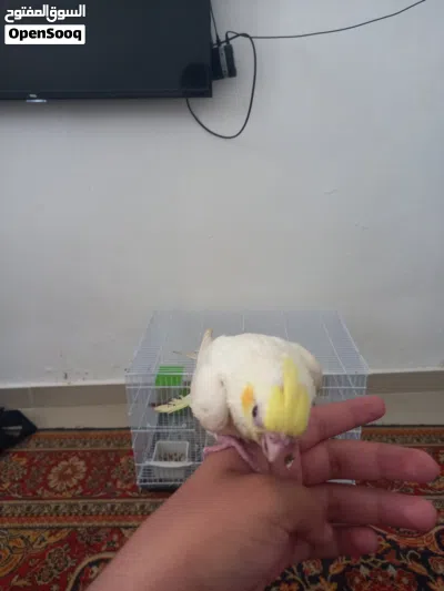 ببغاء كوكتيل مفطوم مروض فل 4