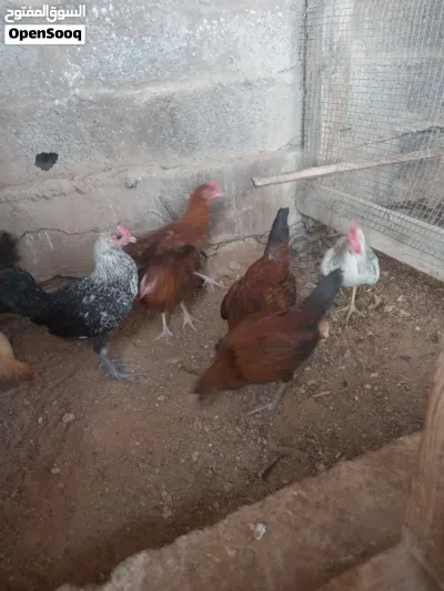 ديوك عربي عمر شهرين 3