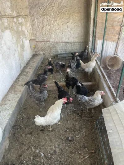 دجاج بلدي صحه ونظافه 2
