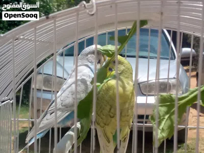 سلام عليكم متوفر زوج بقلينو متوالف مصوقر عندي مرتين بصور مكينه ربي يبارك اقرا وصف 2