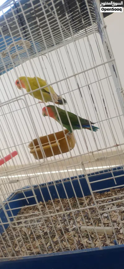 كوبيه بركديلو مصوقر مضمونه 3