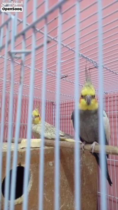 cocktail 100% breeder pair 2