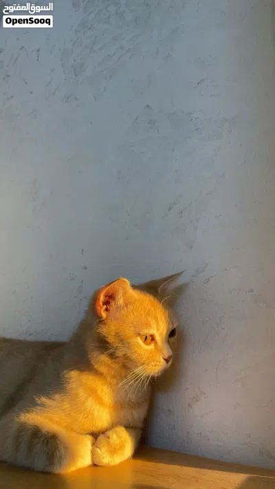 قطع للتبني 2