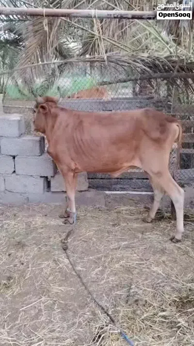 ثور محلي للتربيه وجروز ف الأكل ما شاء الله 2