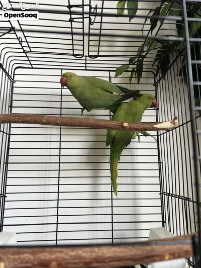 ببغائين دره للبيع مع قفص green idian green parrot pair 3