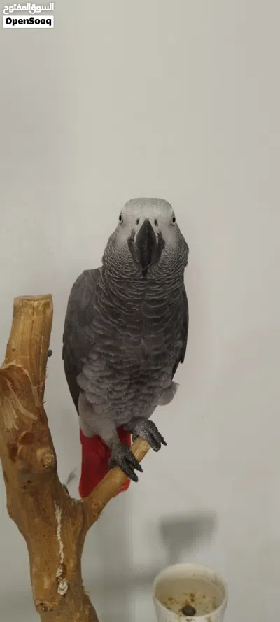 ببغاء للبيع 2