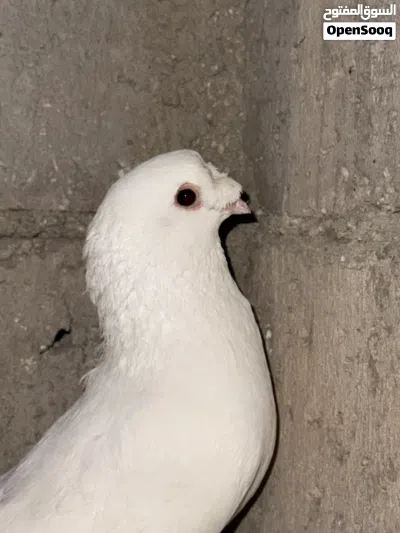 جوز مكاويات 2