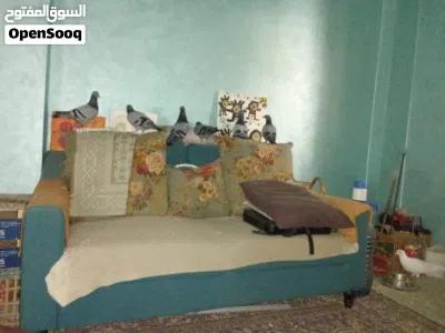 حمام زاجل مستوى عالي اصلي 4