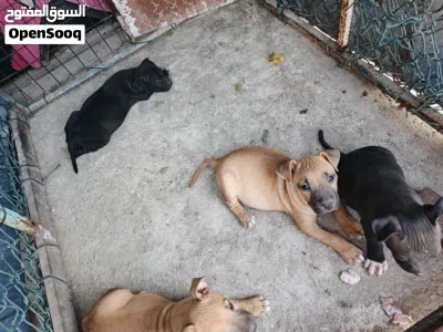 كلاب للبيع بيتبول ولام للبيع العمر 46يوم ماشالله صحه نضافه ممتازة يوكلو تواصل واتس اب 2