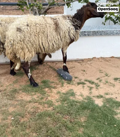 نعجتين عشار للبيع 2