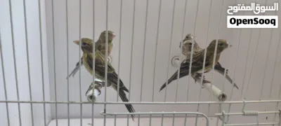 كنار رازا حبات قد القداحه 2