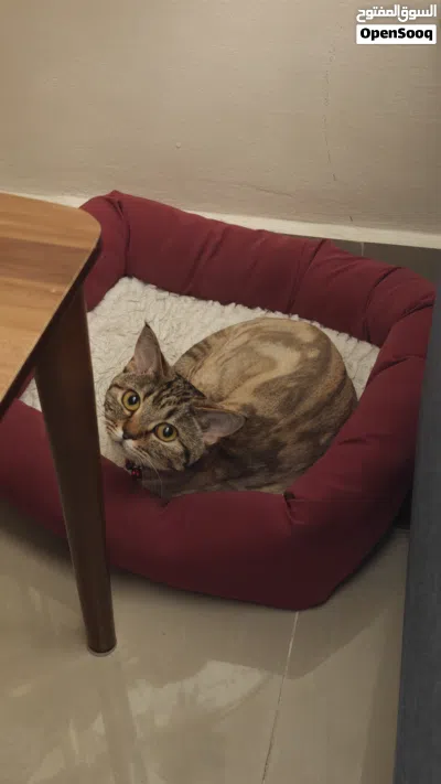 Tiger cat for adoption قطة تابي للتبني 2