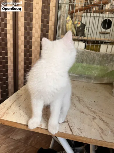 قطة أنجورا للتبني صغيرة 3