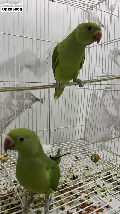 بغبغاء لبيع 2