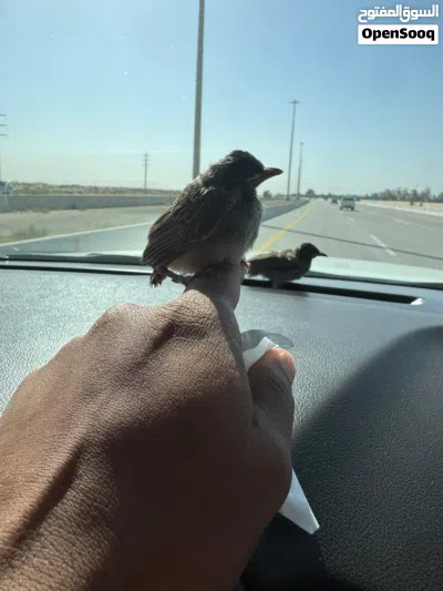 للبيع بلابل كشميري 4