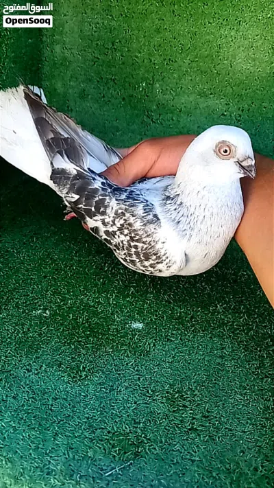 بسم الله ماشاء الله 3