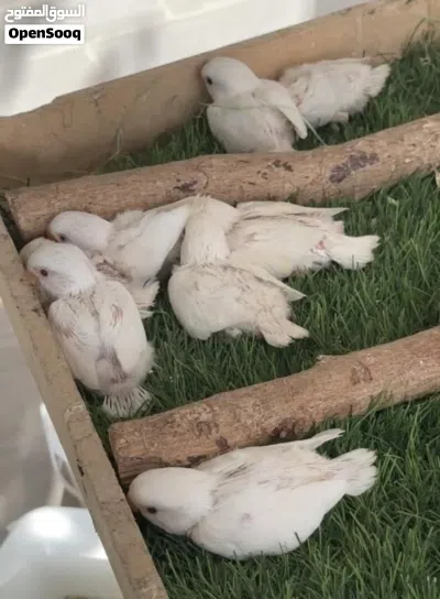 بركديلو البينو عين حمره حجم جامبو الله يبارك جاهز لترويض 2