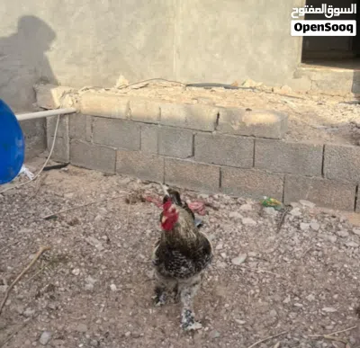 ديك براهما بسم الله ما شاء الله 2