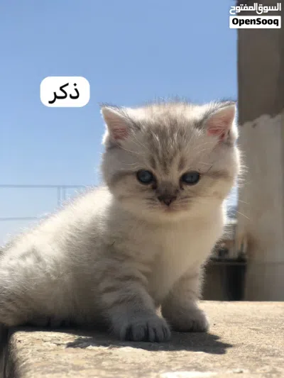 سكوتش ستريت 2