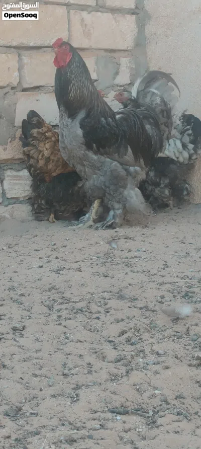 براهما عملاق 4