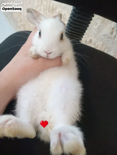 أرنب ابيض للبيع فرو ناعم أرنب أبيض اللون، صغير الحجم، فروه ناعم ونظيف، يتمتع بمظهر صحي ونشيط، 4