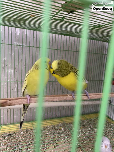 طيور حب بادجي 2