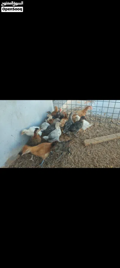 فلوس عربي عمر 35 يوم تقريبا 25 طرف لايوجد امراض 3