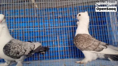 طير كشكي انثا توا جاهزه وذكرين حب الرمان وزوج بحيني 3