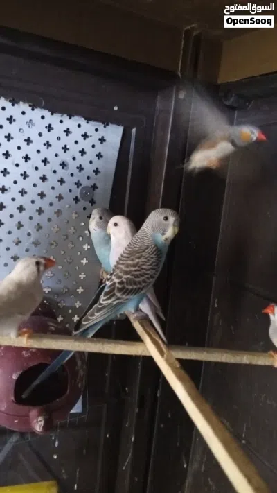 طيو حب وجنة شغالات للبدل على جوز كوكتيل 2