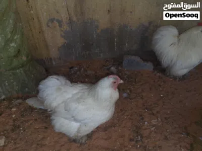 كوبيه استرالي ابيض تلجي دجاجه الدحي 3