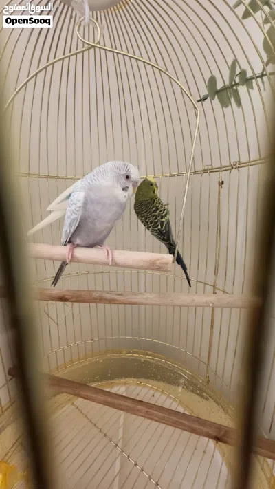 بتجي للبيع واحد ذكر و2اونثى 2