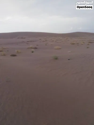 للبيع ارض زراعيه طينه خصبه مستويه لارمل ولاشي ركب وزرع وسعر المعاد فقط 500 مئة الف يمني 3