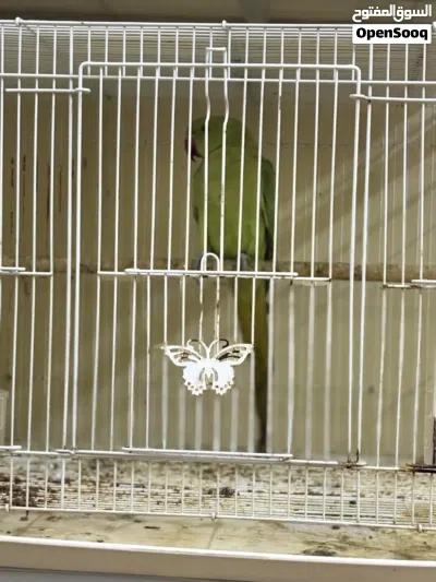 Parrot for sale 2